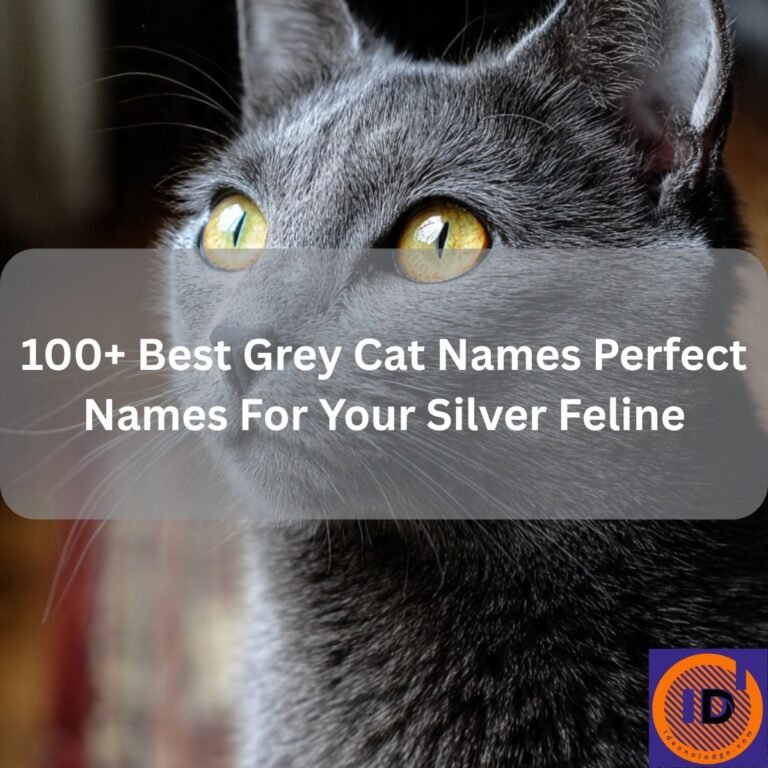 Grey Cat Names