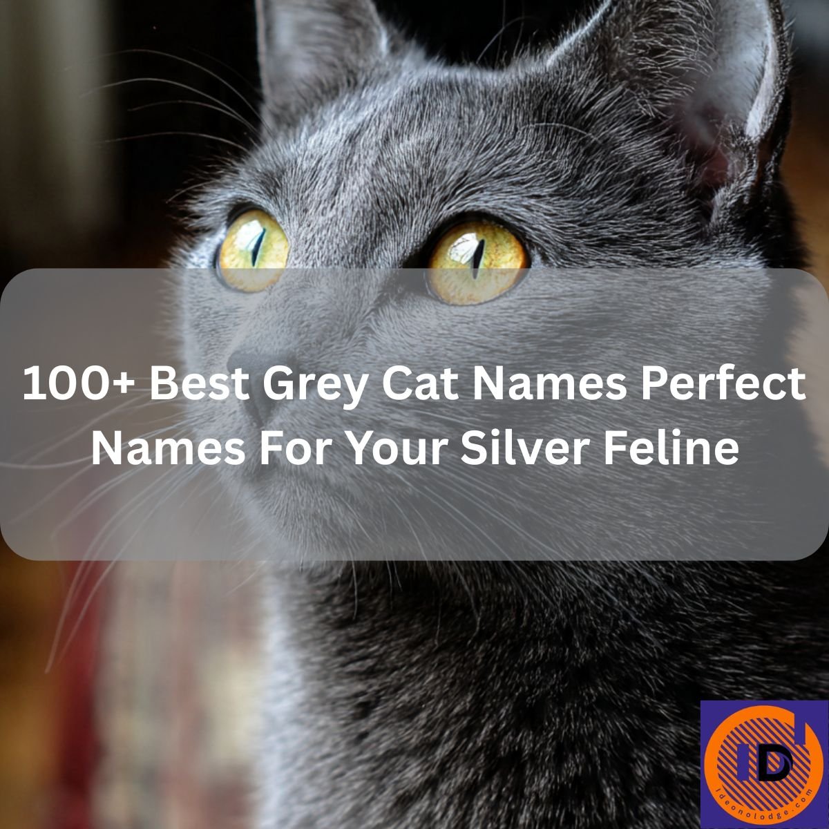 Grey Cat Names