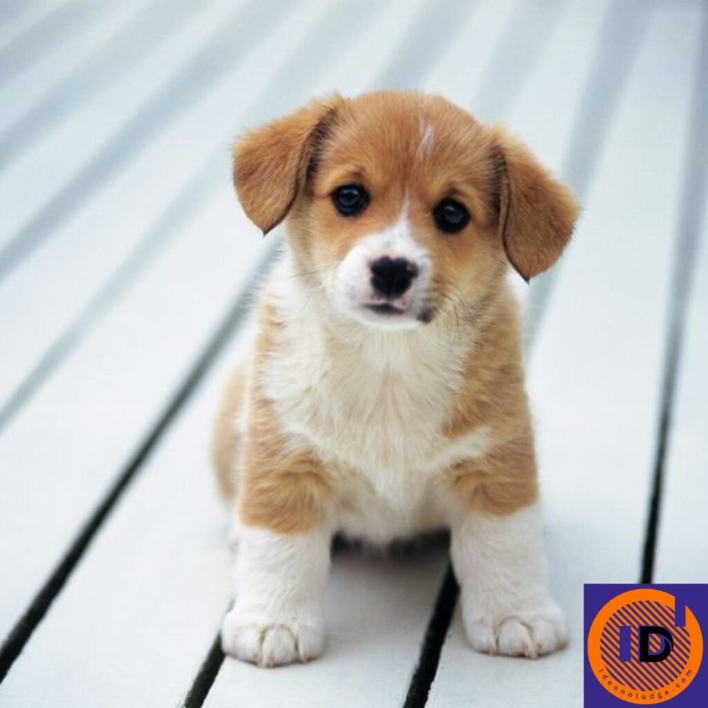 Cute Dog Names Female