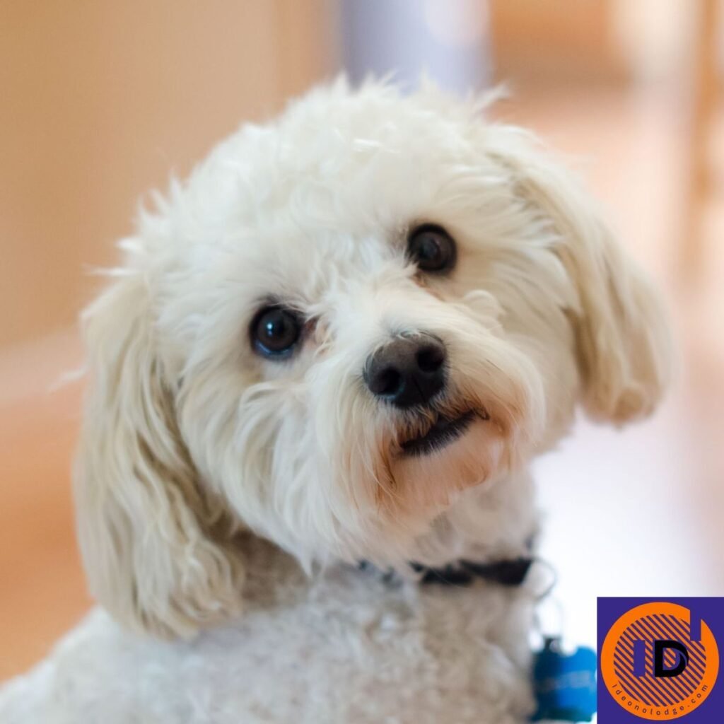 Cute Dog Names For Girls Unique