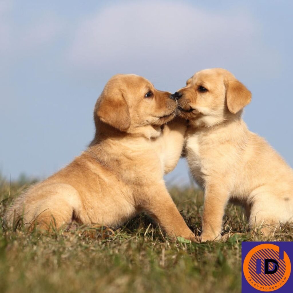 Cute Dog Names Girls