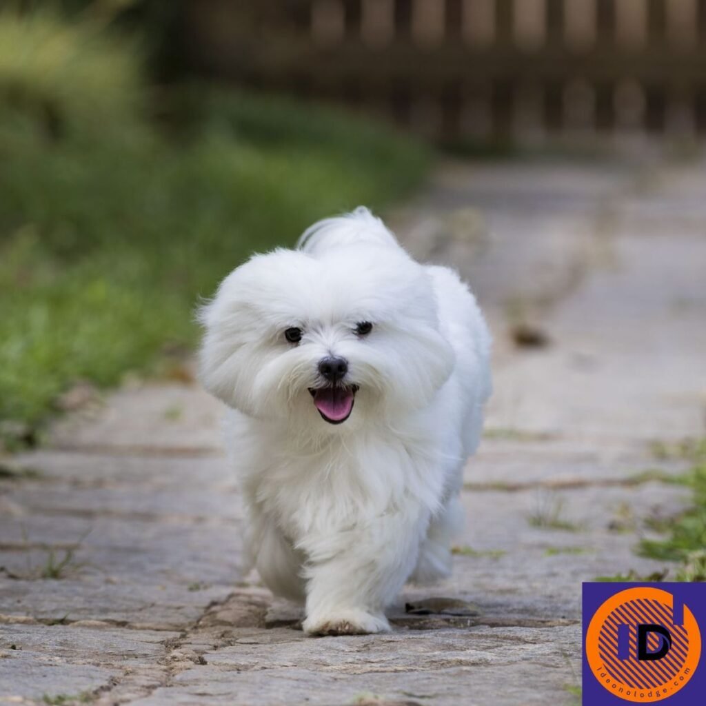 Cute Dog Names Unique